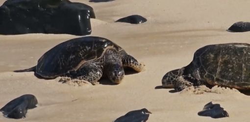 honu ho okipa beach maui fall